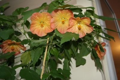 Лот: 4399727. Фото: 1. Абутилон Бэлла персик. Горшечные растения и комнатные цветы
