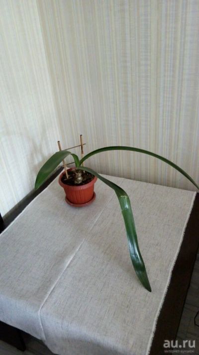 Лот: 13564220. Фото: 1. Цветок. Горшечные растения и комнатные цветы