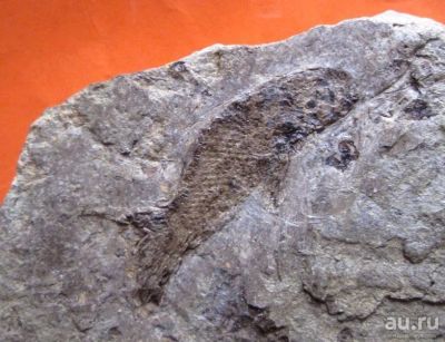Лот: 16249593. Фото: 1. Ископаемая лучепёрая рыба-палеониск... Минералы и окаменелости