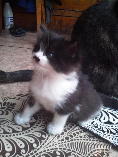 Лот: 3050080. Фото: 1. отдам котенка в хорошие руки. Кошки, котята