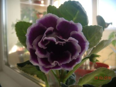 Лот: 7234962. Фото: 1. Глоксиния (цветущая) Брокаде фиолетовая. Горшечные растения и комнатные цветы