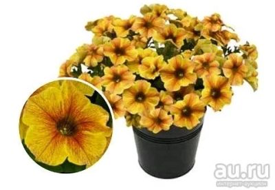 Лот: 13566348. Фото: 1. Вегетативная петуния Новинка Pethoa... Садовые цветы