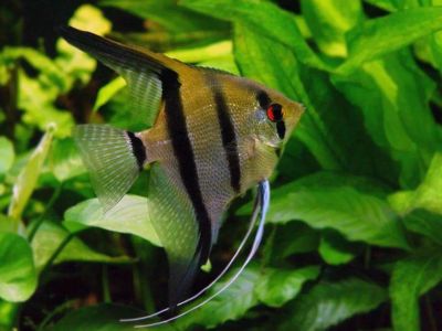 Лот: 19351752. Фото: 1. Взрослая большая скалярия. Рыбки