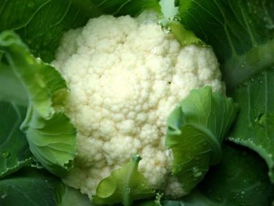 Лот: 7636336. Фото: 1. Рассада цветной капусты "Гарантия... Овощи