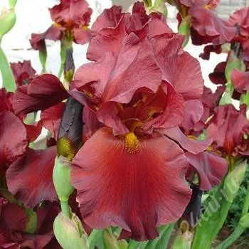 Лот: 854822. Фото: 1. Ирис Sultan's Palace. Другое (семена, рассада, садовые растения)