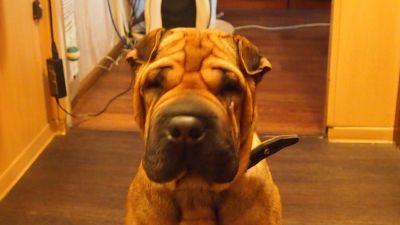 Лот: 6882522. Фото: 1. Найден Шарпей. Собаки, щенки