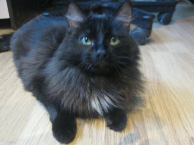 Лот: 6736421. Фото: 1. Кот Красавец (7 мес. Кастрирован... Кошки, котята