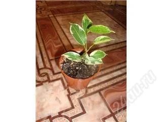 Лот: 121678. Фото: 1. Фикус... Горшечные растения и комнатные цветы