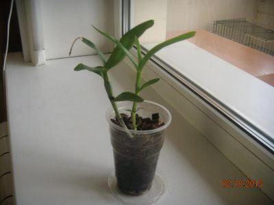 Лот: 6198271. Фото: 1. Орхидея Дендробиум фиолетовая. Горшечные растения и комнатные цветы