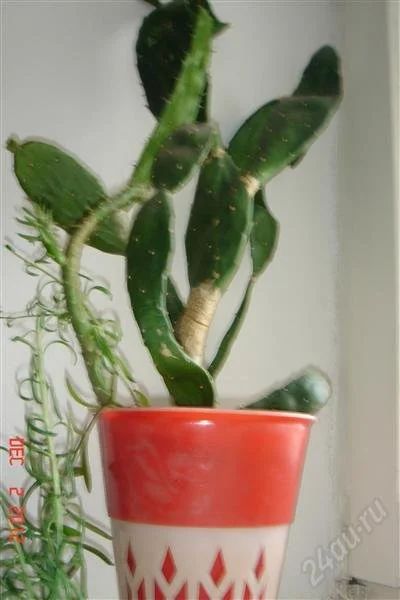 Лот: 1629263. Фото: 1. Заберите или погибнет у меня.Растение-целитель... Горшечные растения и комнатные цветы