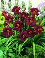 Лот: 847817. Фото: 1. Лилейник "Старлинг" Многолетний... Другое (семена, рассада, садовые растения)