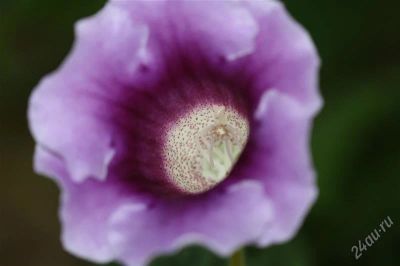 Лот: 2879057. Фото: 1. Глоксиния 18 (цветущее растение... Горшечные растения и комнатные цветы