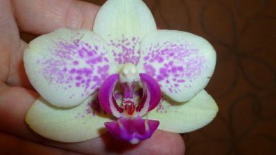 Лот: 4544937. Фото: 1. Орхидея фаленопсис ( Phal. Tropical... Горшечные растения и комнатные цветы