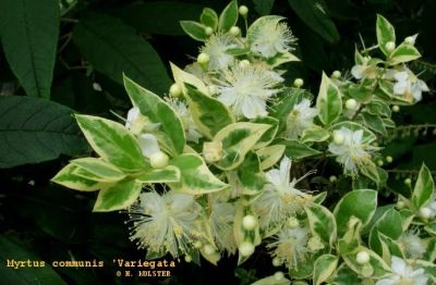 Лот: 14824154. Фото: 1. черенки мирта вариегатного 5шт. Горшечные растения и комнатные цветы