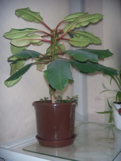 Лот: 3375543. Фото: 1. Молочай. Горшечные растения и комнатные цветы