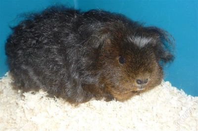 Лот: 2682772. Фото: 1. Продам морскую свинку порода Мерино. Остальные животные