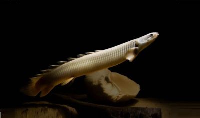 Лот: 19987295. Фото: 1. Полиптерус сенегальский (Polypterus... Рыбки