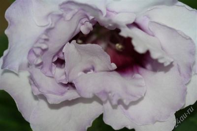 Лот: 2926403. Фото: 1. Глоксиния (срезаные__листики). Горшечные растения и комнатные цветы