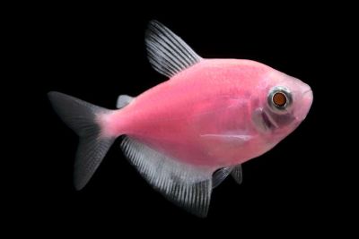 Лот: 11668627. Фото: 1. Рыбка-Тернеция глофиш розовая... Рыбки