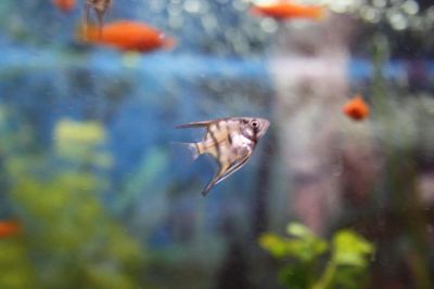 Лот: 7322912. Фото: 1. аквариумная рыбка скалярия местного... Рыбки