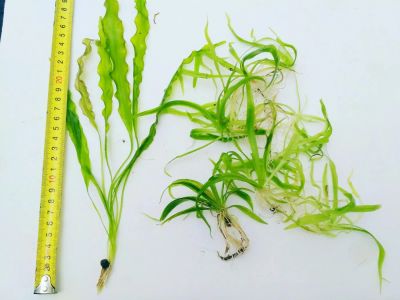 Лот: 8621672. Фото: 1. Прополка 3: Сагитария 10шт., Апоногетон... Водные растения