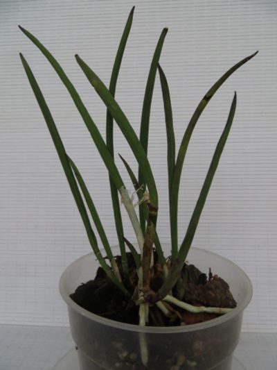 Лот: 11829568. Фото: 1. Орхидея брассавола кордата. Горшечные растения и комнатные цветы