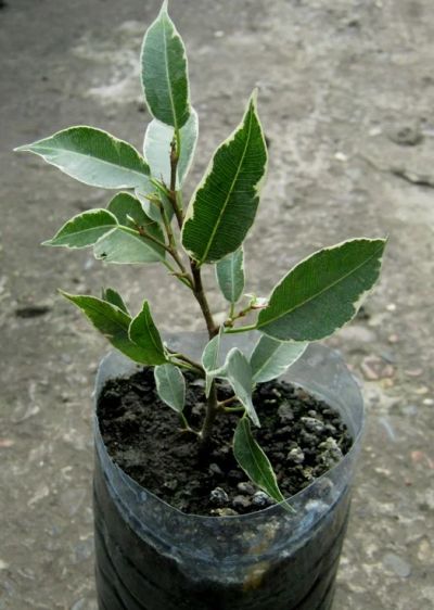 Лот: 5393555. Фото: 1. фикус мелколистный вариегатный. Горшечные растения и комнатные цветы