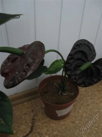 Лот: 1934865. Фото: 1. Антуриум Black Queen (крупный). Горшечные растения и комнатные цветы