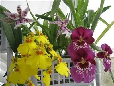 Лот: 1144884. Фото: 1. Орхидея Онцидиум. Горшечные растения и комнатные цветы