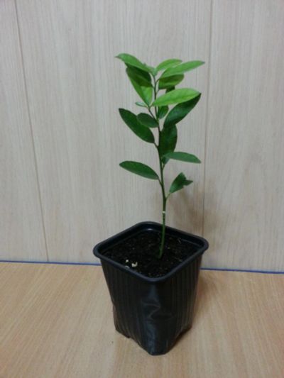 Лот: 8173818. Фото: 1. Лаймкват Юстис 2. Горшечные растения и комнатные цветы