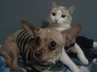 Лот: 1914252. Фото: 1. продам сиамку!!!. Кошки, котята