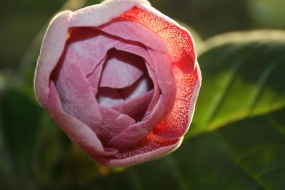 Лот: 4278445. Фото: 1. Розовая махровая глоксиния (цветет... Горшечные растения и комнатные цветы