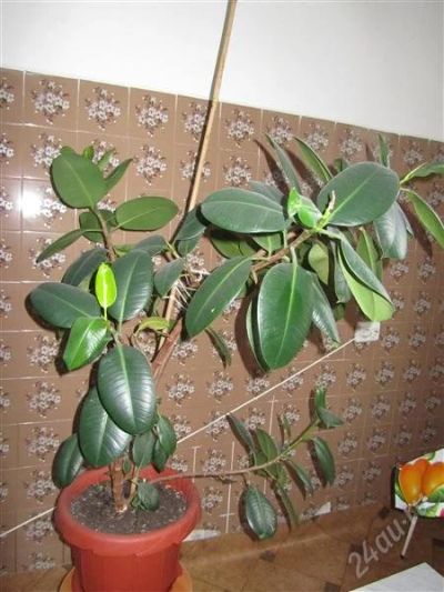 Лот: 1468433. Фото: 1. Фикус в горшке 1,05 метра. Горшечные растения и комнатные цветы