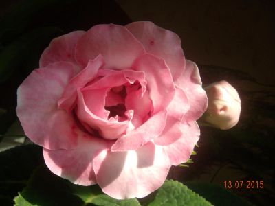 Лот: 5805170. Фото: 1. Глоксиния розовая махровая (цена-... Горшечные растения и комнатные цветы