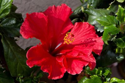 Лот: 14315700. Фото: 1. цветок Гибискус. Роза Китайская... Горшечные растения и комнатные цветы