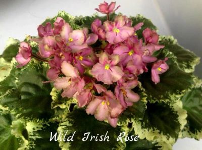 Лот: 5209591. Фото: 1. Минифиалка сортовая Wild irish... Горшечные растения и комнатные цветы