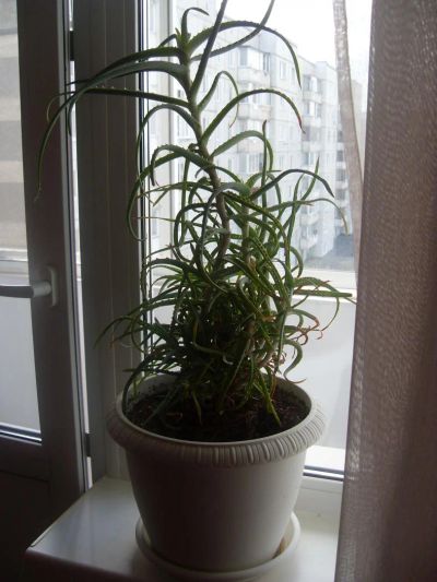 Лот: 9986918. Фото: 1. Алоэ с горшком. Горшечные растения и комнатные цветы