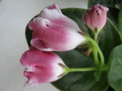 Лот: 11687710. Фото: 1. Фиалка РМ-Волшебный тюльпан лист. Горшечные растения и комнатные цветы