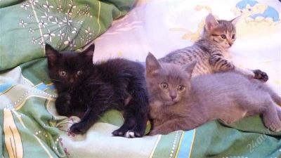 Лот: 2376096. Фото: 1. чёрный игривый и очень пушистый... Кошки, котята