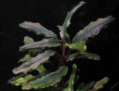 Лот: 16201059. Фото: 1. Буцефаландра сп. Синтанг (Bucephalandra... Водные растения