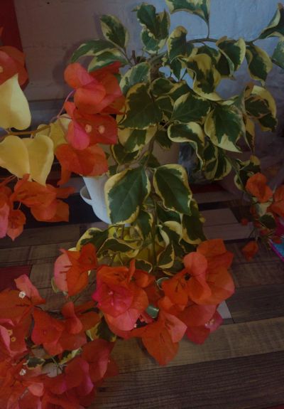 Лот: 21573169. Фото: 1. Бугенвиллия Variegated orange... Горшечные растения и комнатные цветы