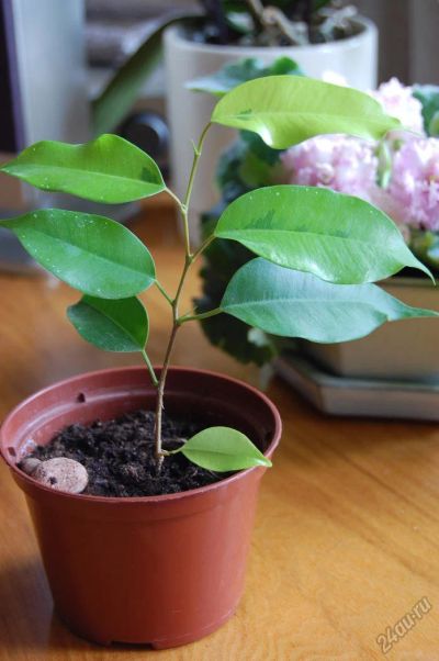 Лот: 5913880. Фото: 1. 2 черенка пестролистного фикуса... Горшечные растения и комнатные цветы