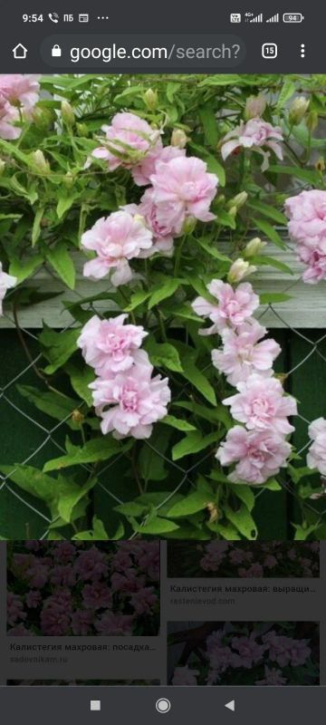 Лот: 17709277. Фото: 1. Калистегия Махровая ( Роза сибирская... Горшечные растения и комнатные цветы