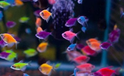 Лот: 12658658. Фото: 1. Тернеция GloFish (фиолетовый... Рыбки