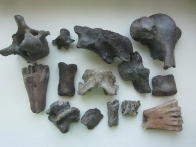 Лот: 18956225. Фото: 1. Кости ископаемых животных. Плейстоцен... Минералы и окаменелости