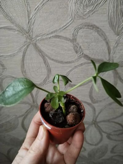 Лот: 25888990. Фото: 1. Шеффлера нора (малыш). Горшечные растения и комнатные цветы