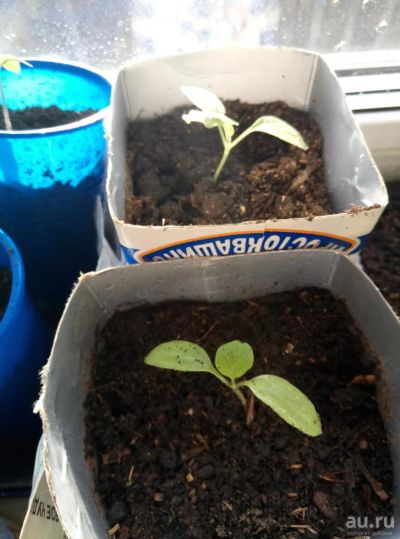 Лот: 9425870. Фото: 1. Баклажан ранний скороспелый. Овощи