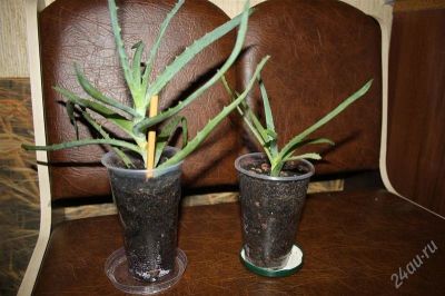 Лот: 1922023. Фото: 1. Алоэ древовидный. Горшечные растения и комнатные цветы