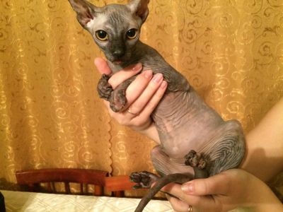 Лот: 7338746. Фото: 1. Котенок Сфинкс. Кошки, котята