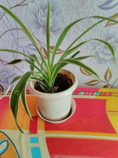 Лот: 14817254. Фото: 1. Хлорофитум Лаксум. Горшечные растения и комнатные цветы